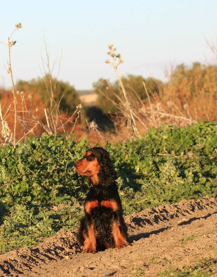 de la Mare de l’Oraille - Melba en field trial