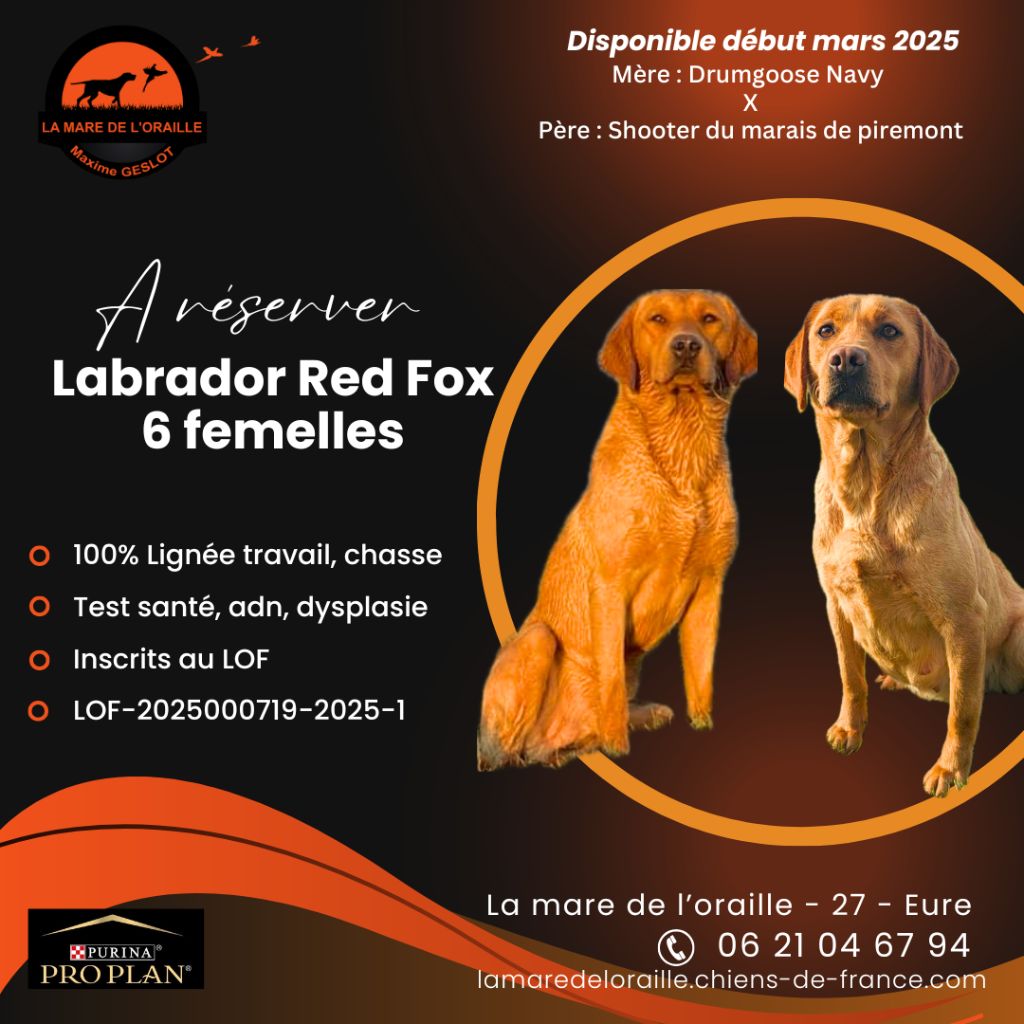 de la Mare de l’Oraille - Chiot disponible  - Labrador Retriever