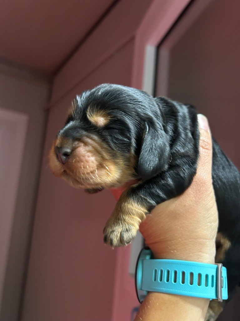 de la Mare de l’Oraille - Chiot disponible  - Cocker Spaniel Anglais