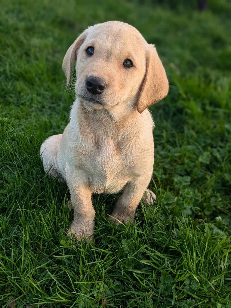 de la Mare de l’Oraille - Chiot disponible  - Labrador Retriever