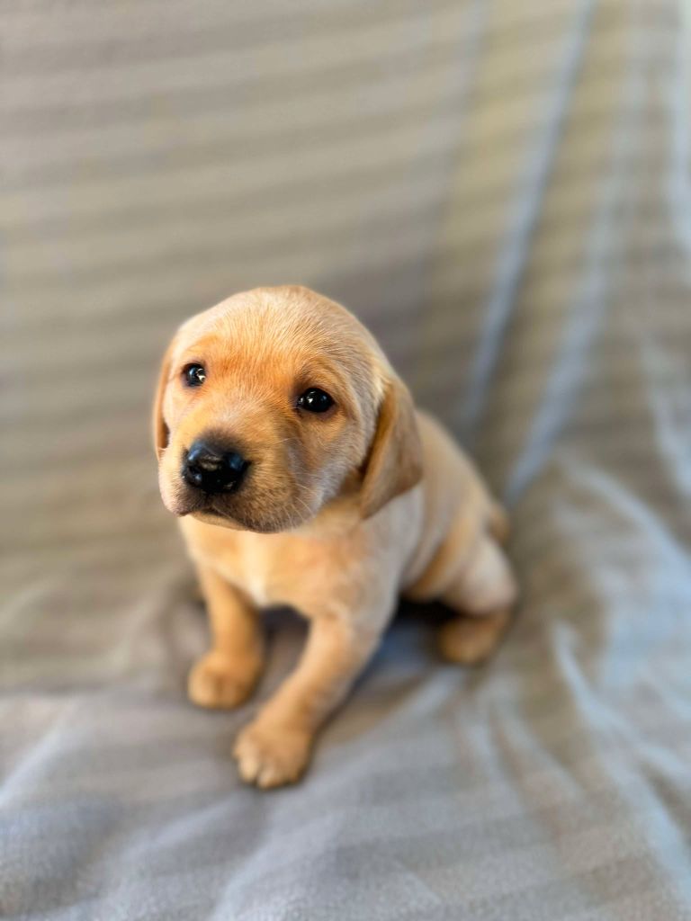 de la Mare de l’Oraille - Chiot disponible  - Labrador Retriever