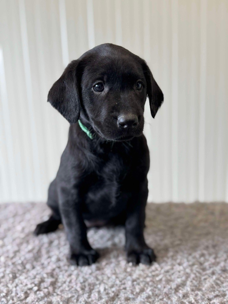 de la Mare de l’Oraille - Chiot disponible  - Labrador Retriever