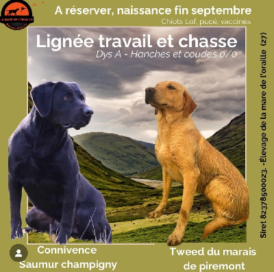 de la Mare de l’Oraille - Labrador Retriever - Portée née le 29/09/2024