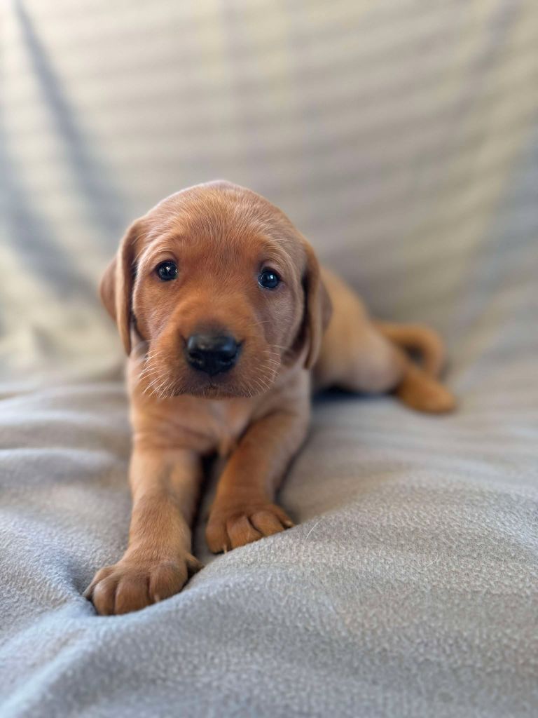 de la Mare de l’Oraille - Chiot disponible  - Labrador Retriever