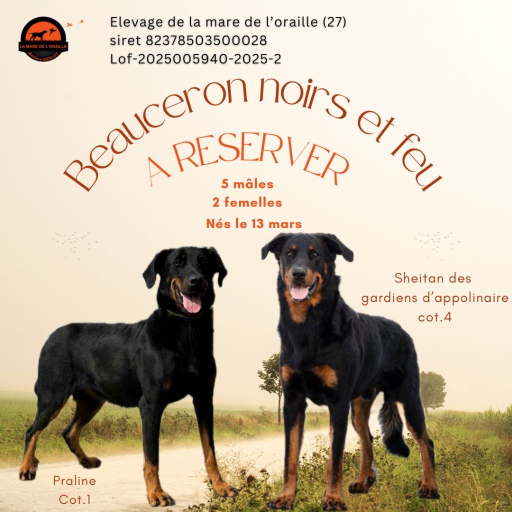 Chiots à réserver