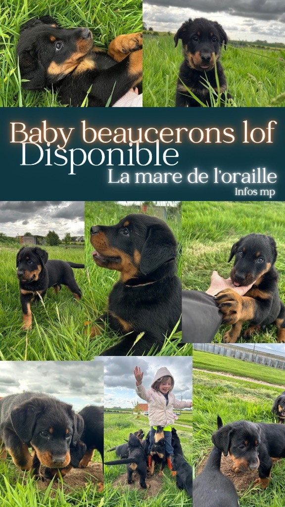 de la Mare de l’Oraille - Superbes beaucerons à réserver