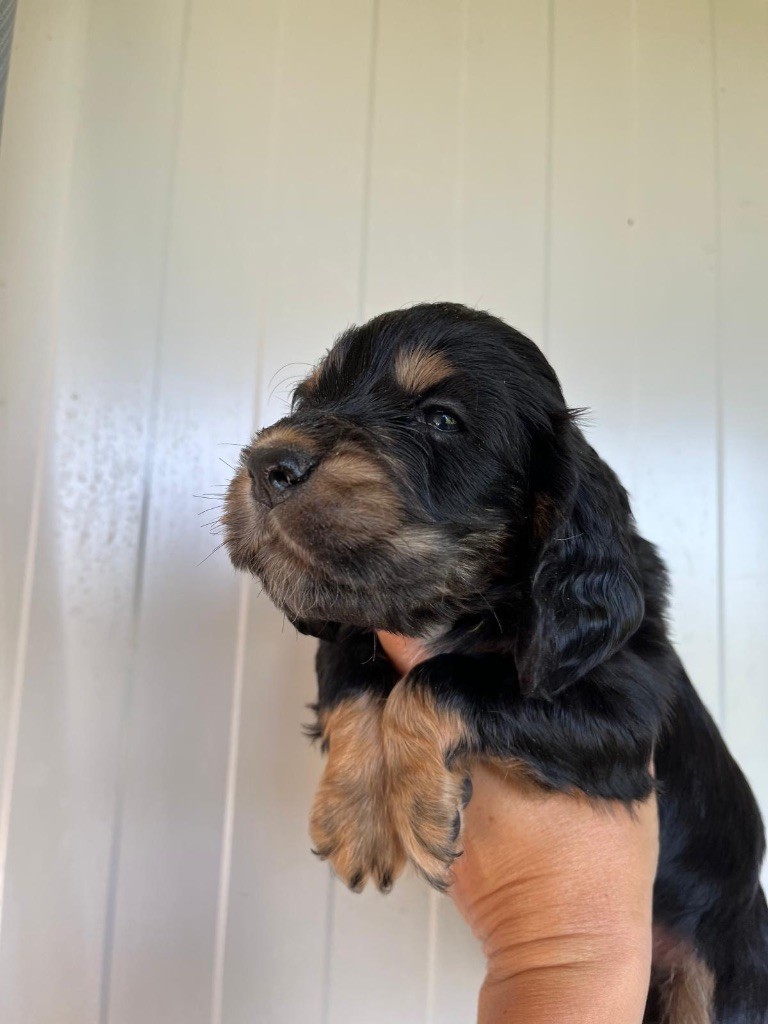 de la Mare de l’Oraille - Chiots disponibles - Cocker Spaniel Anglais