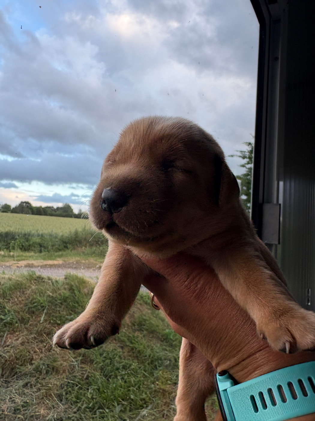de la Mare de l’Oraille - Chiots disponibles - Labrador Retriever