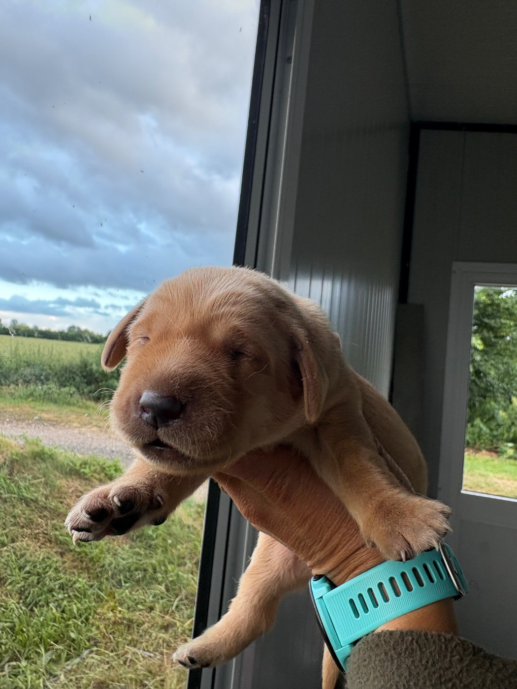 de la Mare de l’Oraille - Chiots disponibles - Labrador Retriever