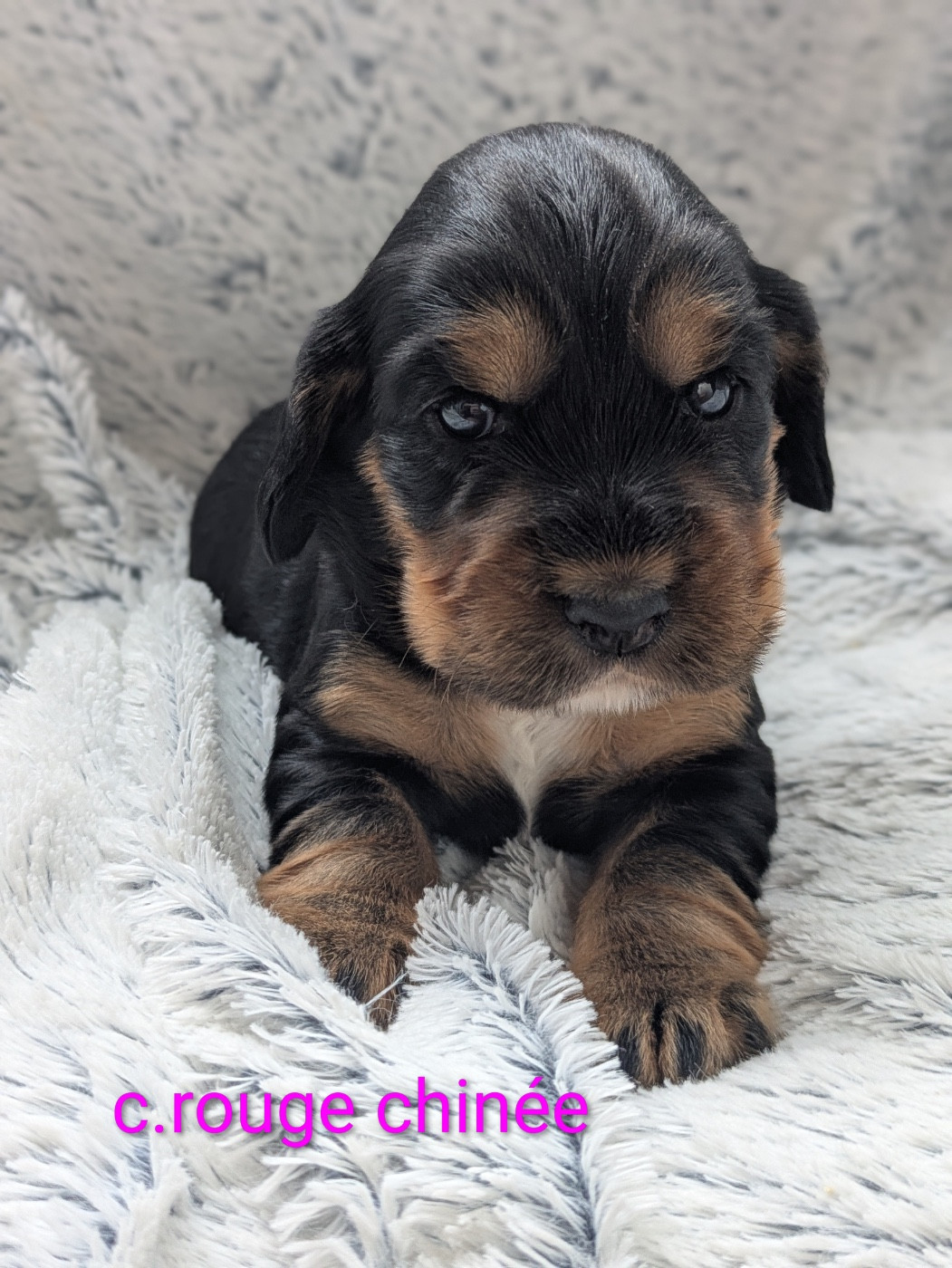 de la Mare de l’Oraille - Chiots disponibles - Cocker Spaniel Anglais