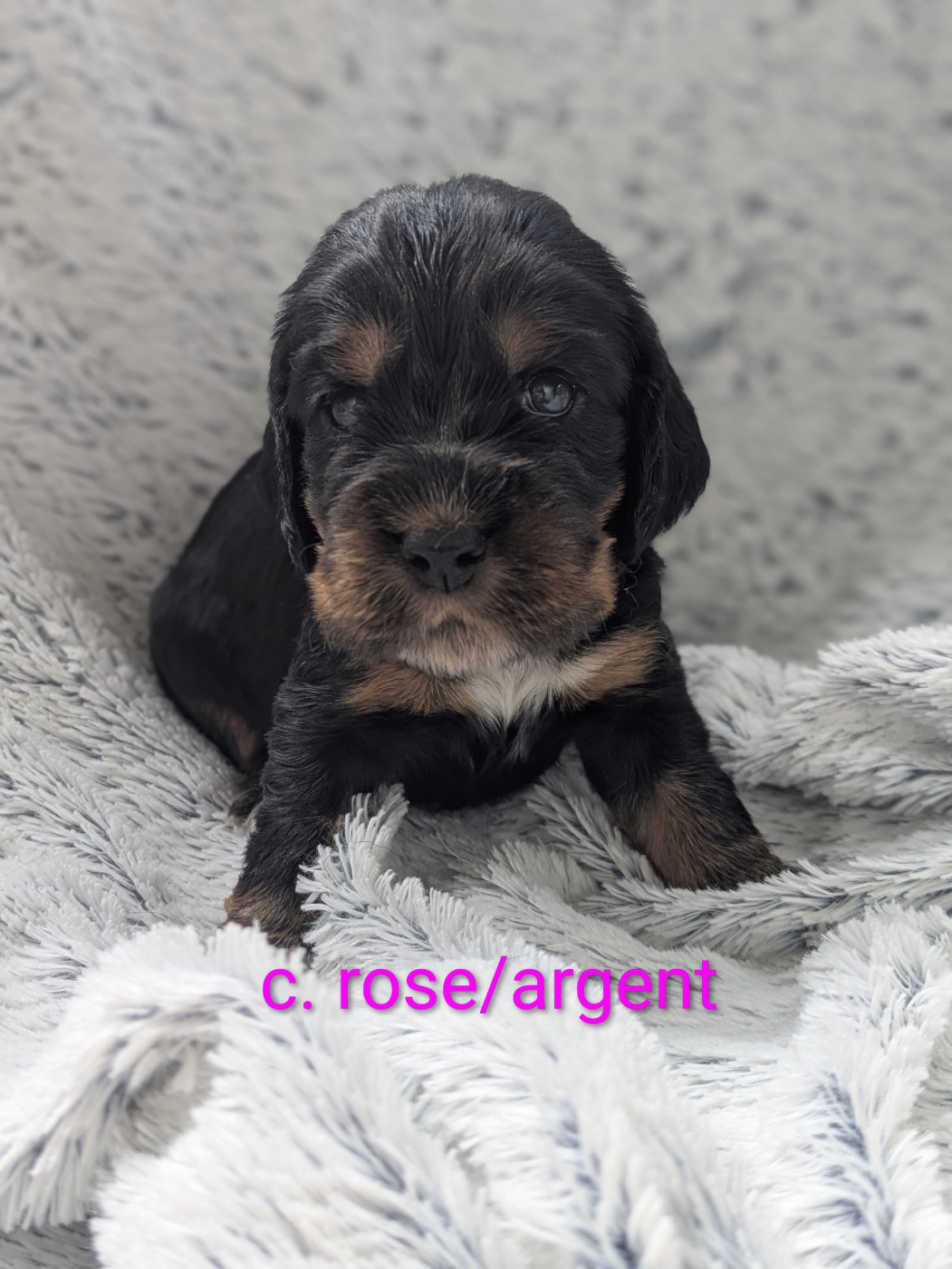 de la Mare de l’Oraille - Chiots disponibles - Cocker Spaniel Anglais