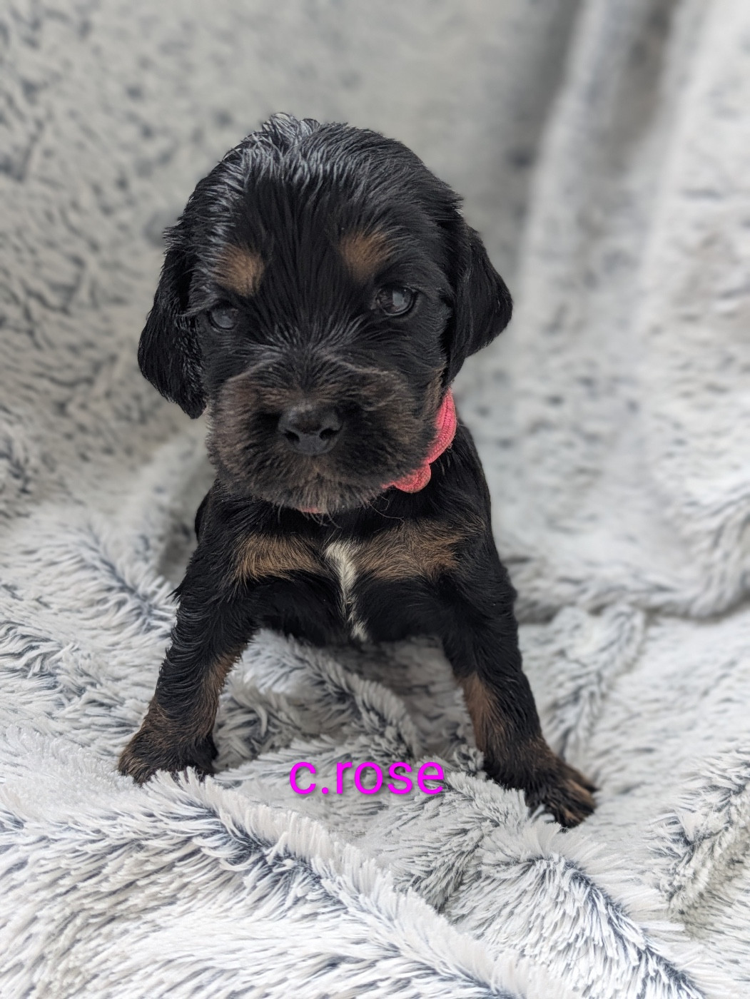 de la Mare de l’Oraille - Chiots disponibles - Cocker Spaniel Anglais