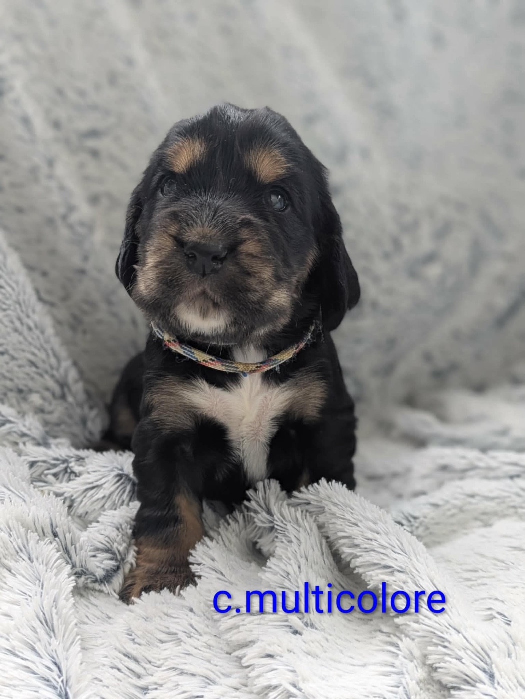 de la Mare de l’Oraille - Chiots disponibles - Cocker Spaniel Anglais