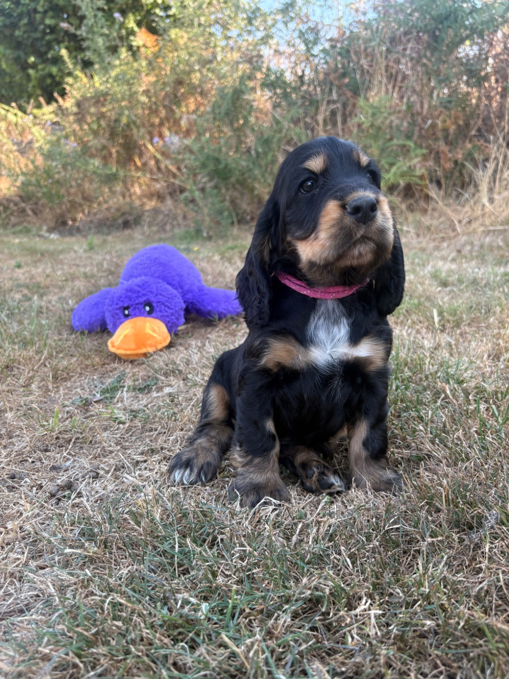 de la Mare de l’Oraille - Chiots disponibles - Cocker Spaniel Anglais