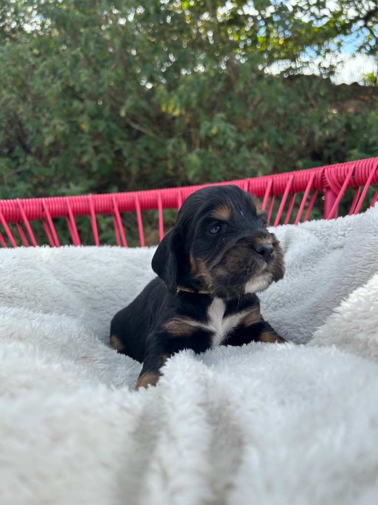 de la Mare de l’Oraille - Chiots disponibles - Cocker Spaniel Anglais