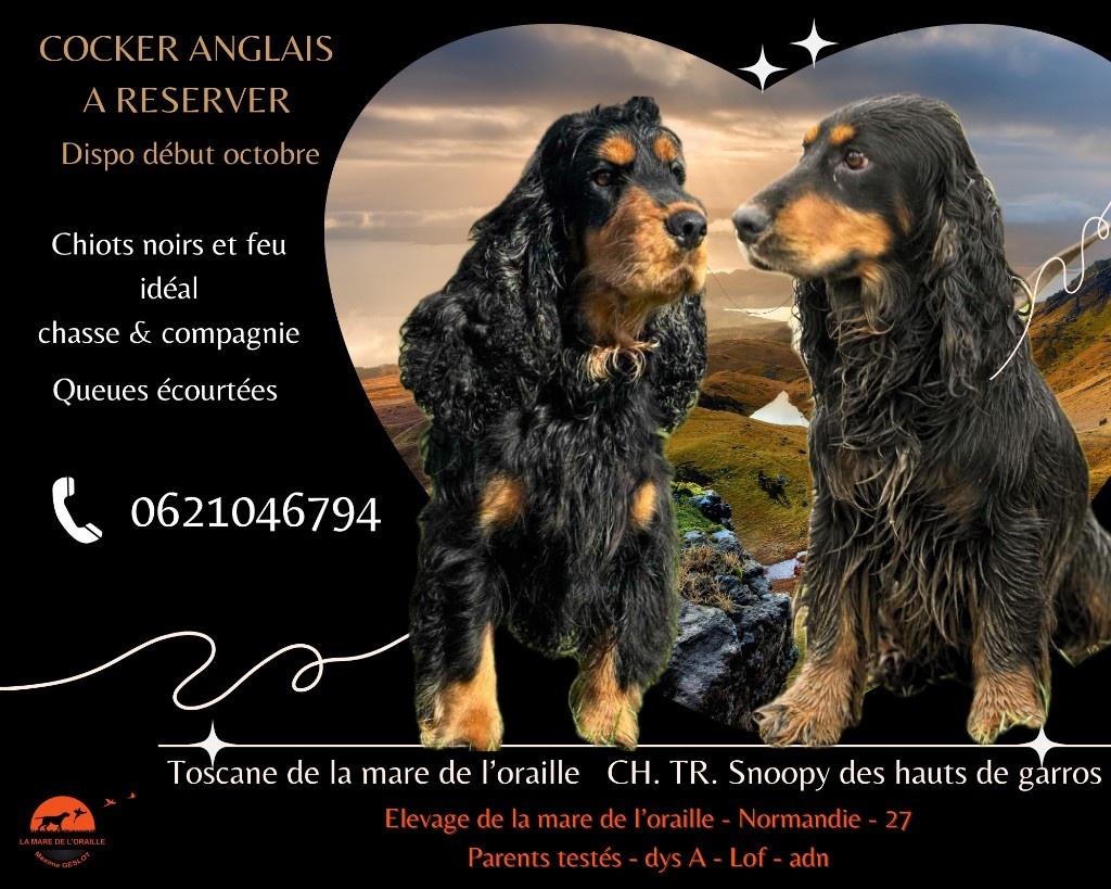 Chiot Cocker Spaniel Anglais de la Mare de l’Oraille