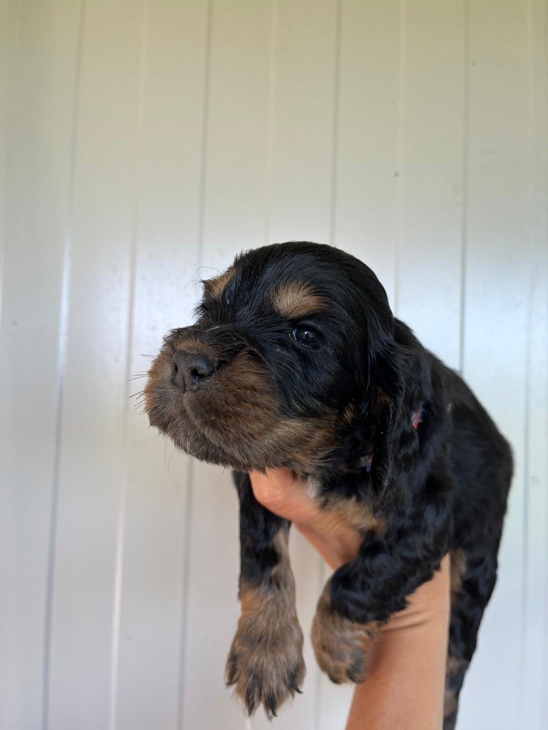 de la Mare de l’Oraille - Chiots disponibles - Cocker Spaniel Anglais