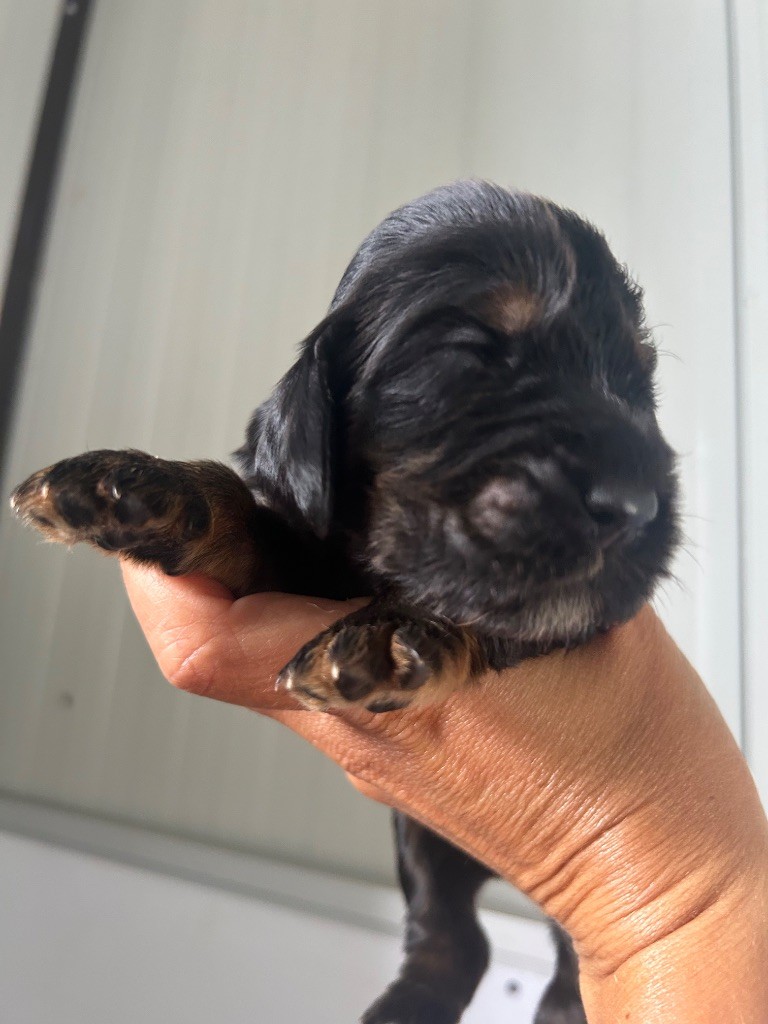 de la Mare de l’Oraille - Chiots disponibles - Cocker Spaniel Anglais