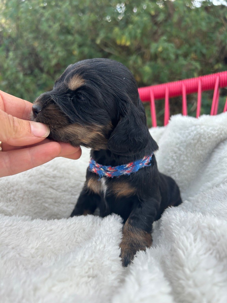 de la Mare de l’Oraille - Chiots disponibles - Cocker Spaniel Anglais
