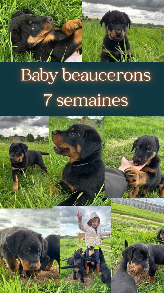 Chiot Berger de Beauce de la Mare de l’Oraille