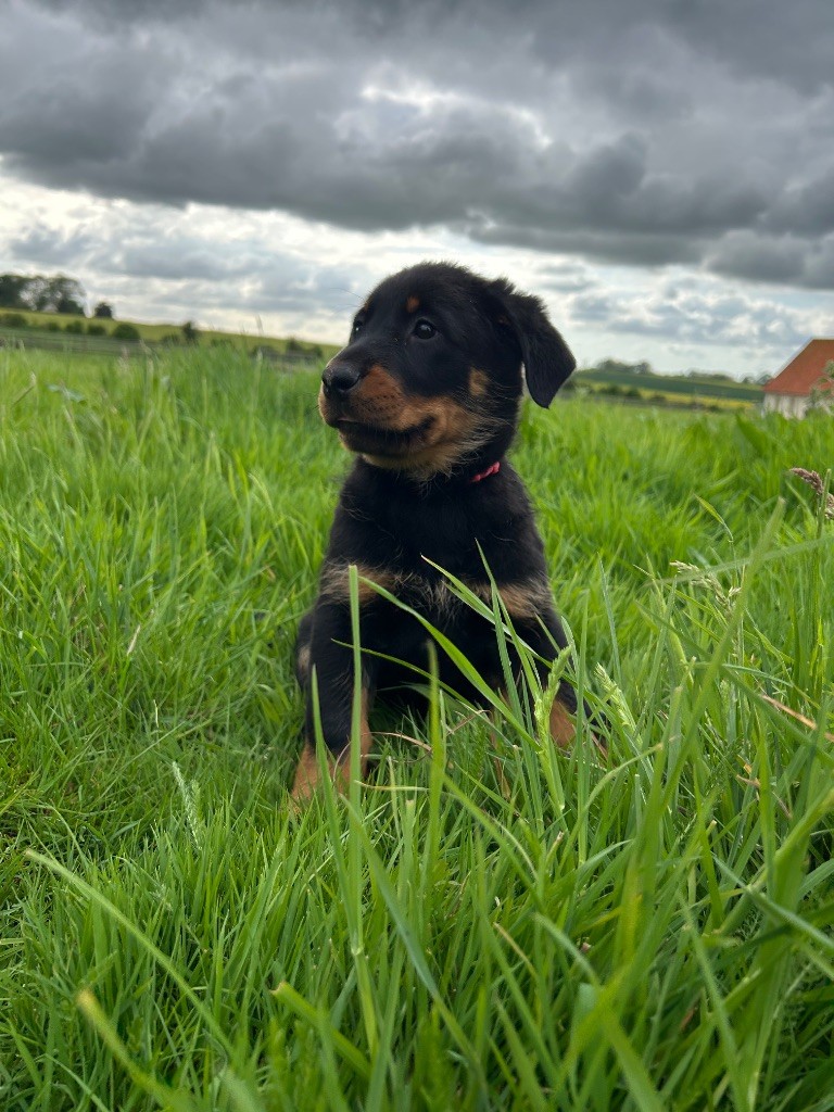 de la Mare de l’Oraille - Chiots disponibles - Berger de Beauce