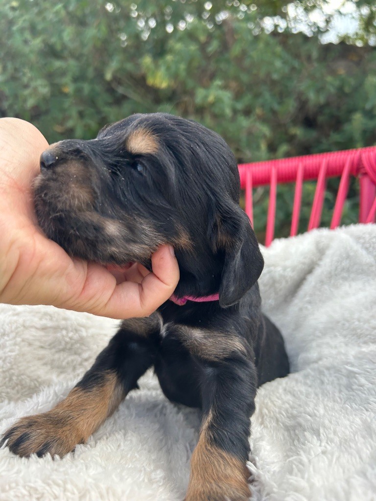 de la Mare de l’Oraille - Chiots disponibles - Cocker Spaniel Anglais
