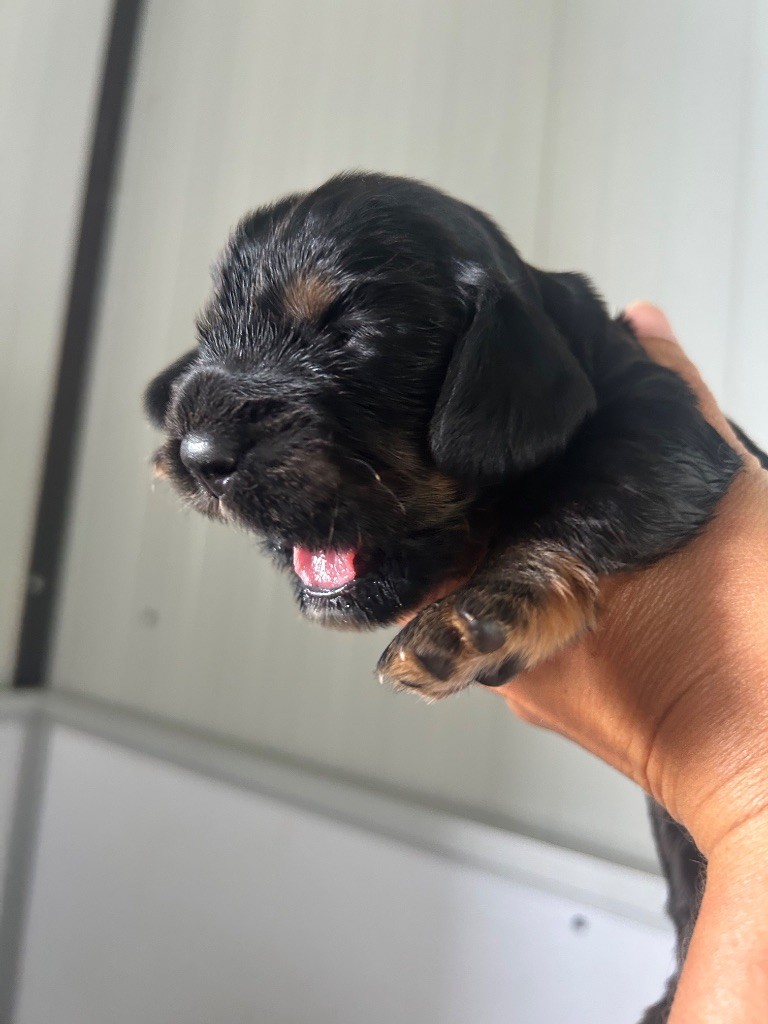 de la Mare de l’Oraille - Chiots disponibles - Cocker Spaniel Anglais