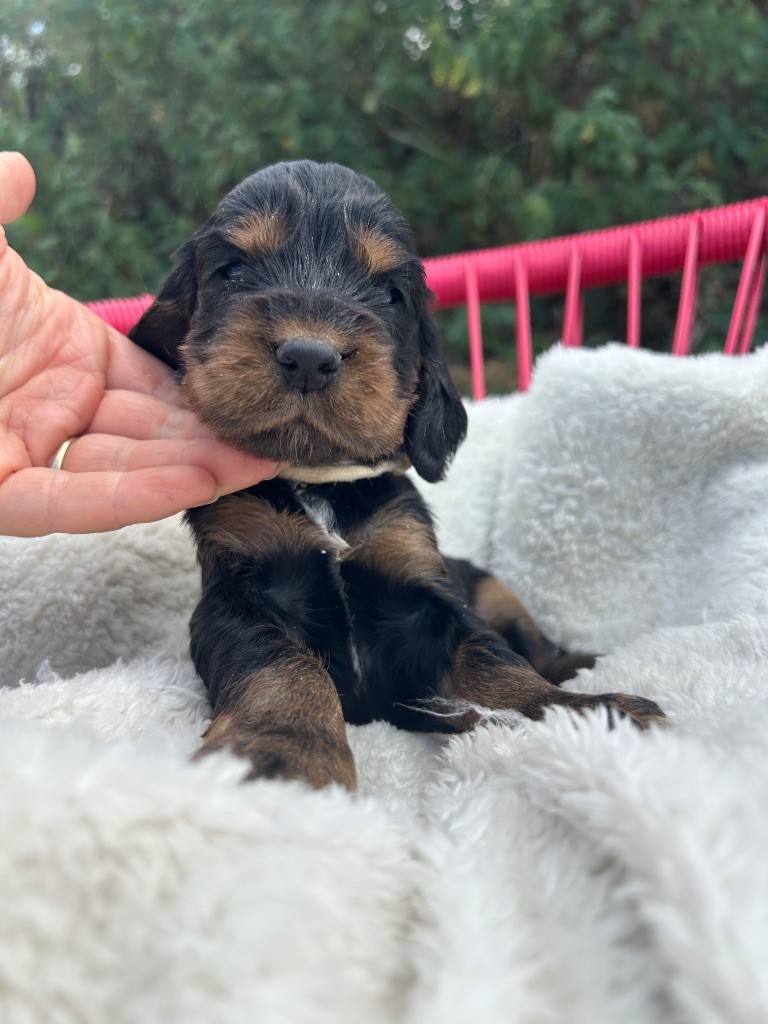 de la Mare de l’Oraille - Chiots disponibles - Cocker Spaniel Anglais