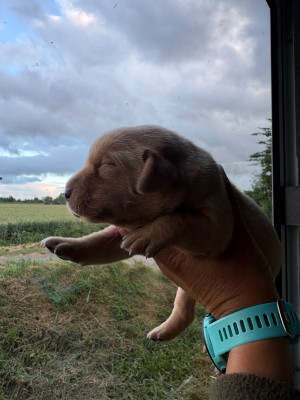 Chiot N°2