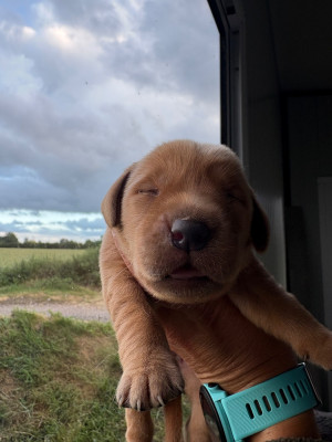 Chiot N°3