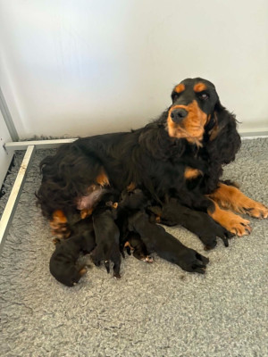 CHIOT B1 Male