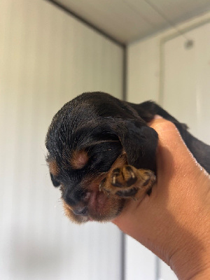 CHIOT