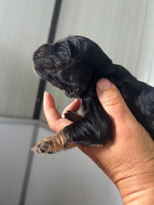 CHIOT