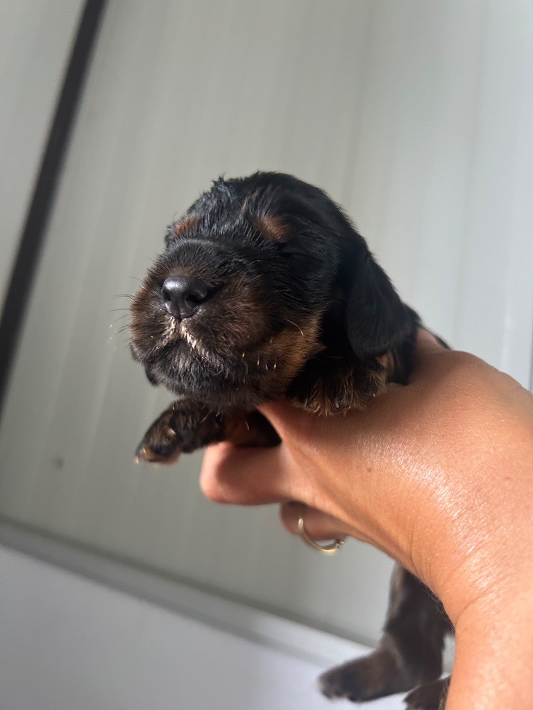 de la Mare de l’Oraille - Chiots disponibles - Cocker Spaniel Anglais