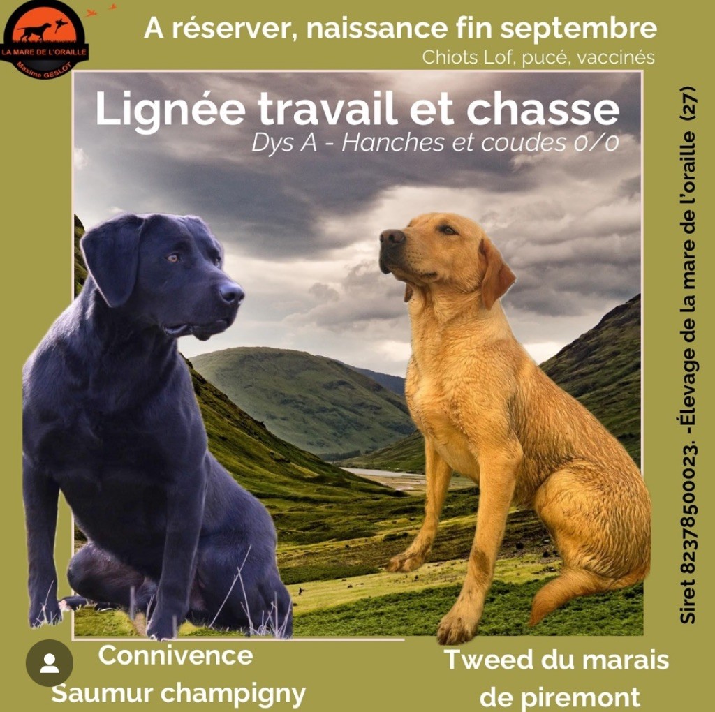 Chiot Labrador Retriever de la Mare de l’Oraille