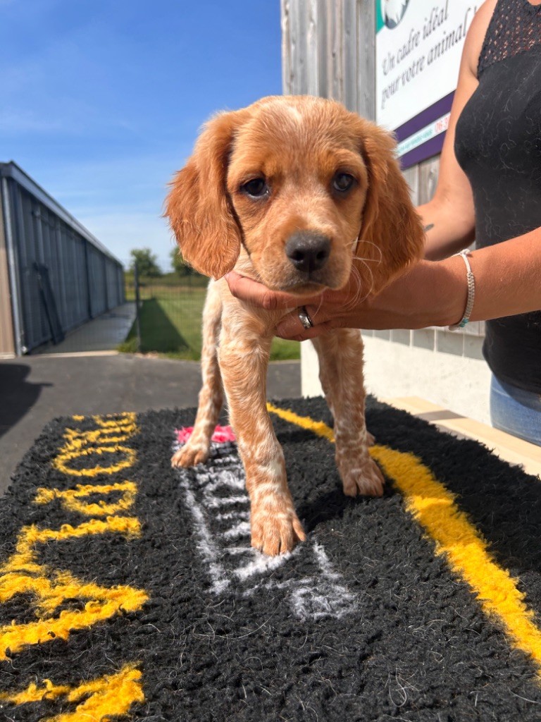 Chiot Epagneul Breton de la Mare de l’Oraille