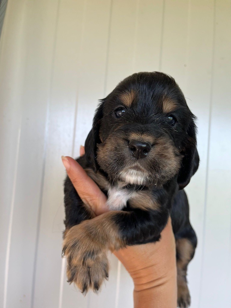 de la Mare de l’Oraille - Chiots disponibles - Cocker Spaniel Anglais
