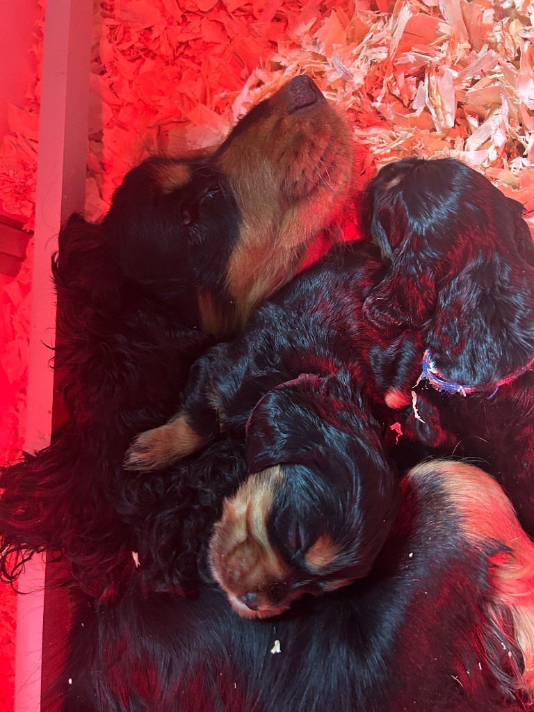 Chiot Cocker Spaniel Anglais de la Mare de l’Oraille