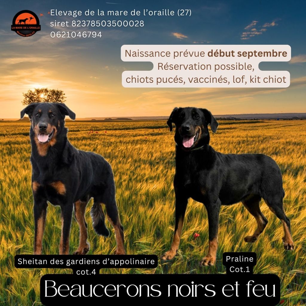 Chiot Berger de Beauce de la Mare de l’Oraille