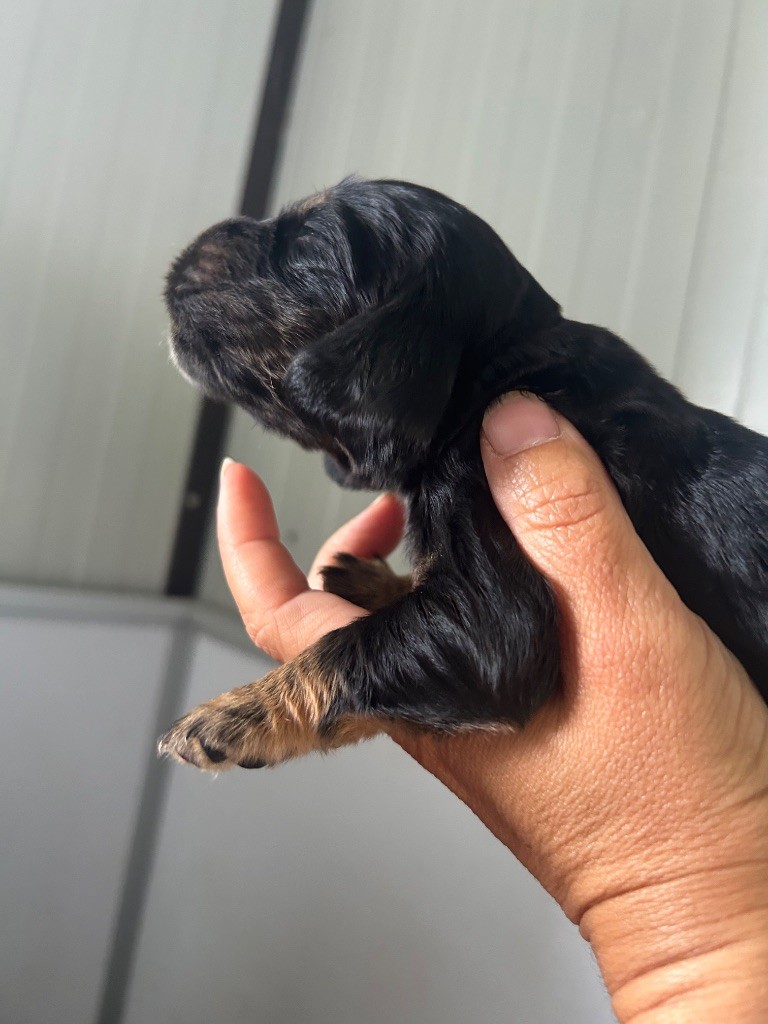 de la Mare de l’Oraille - Chiots disponibles - Cocker Spaniel Anglais