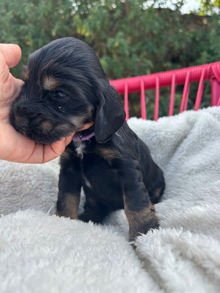 de la Mare de l’Oraille - Chiots disponibles - Cocker Spaniel Anglais