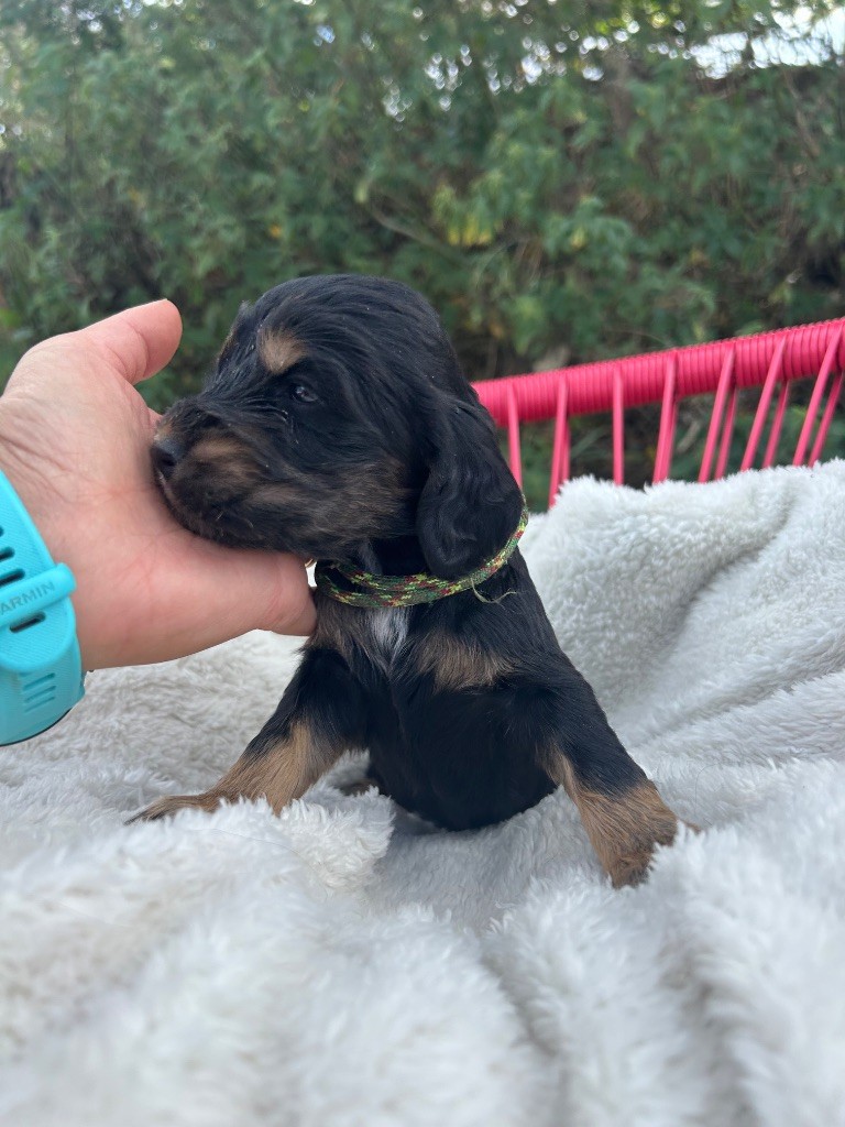 de la Mare de l’Oraille - Chiots disponibles - Cocker Spaniel Anglais